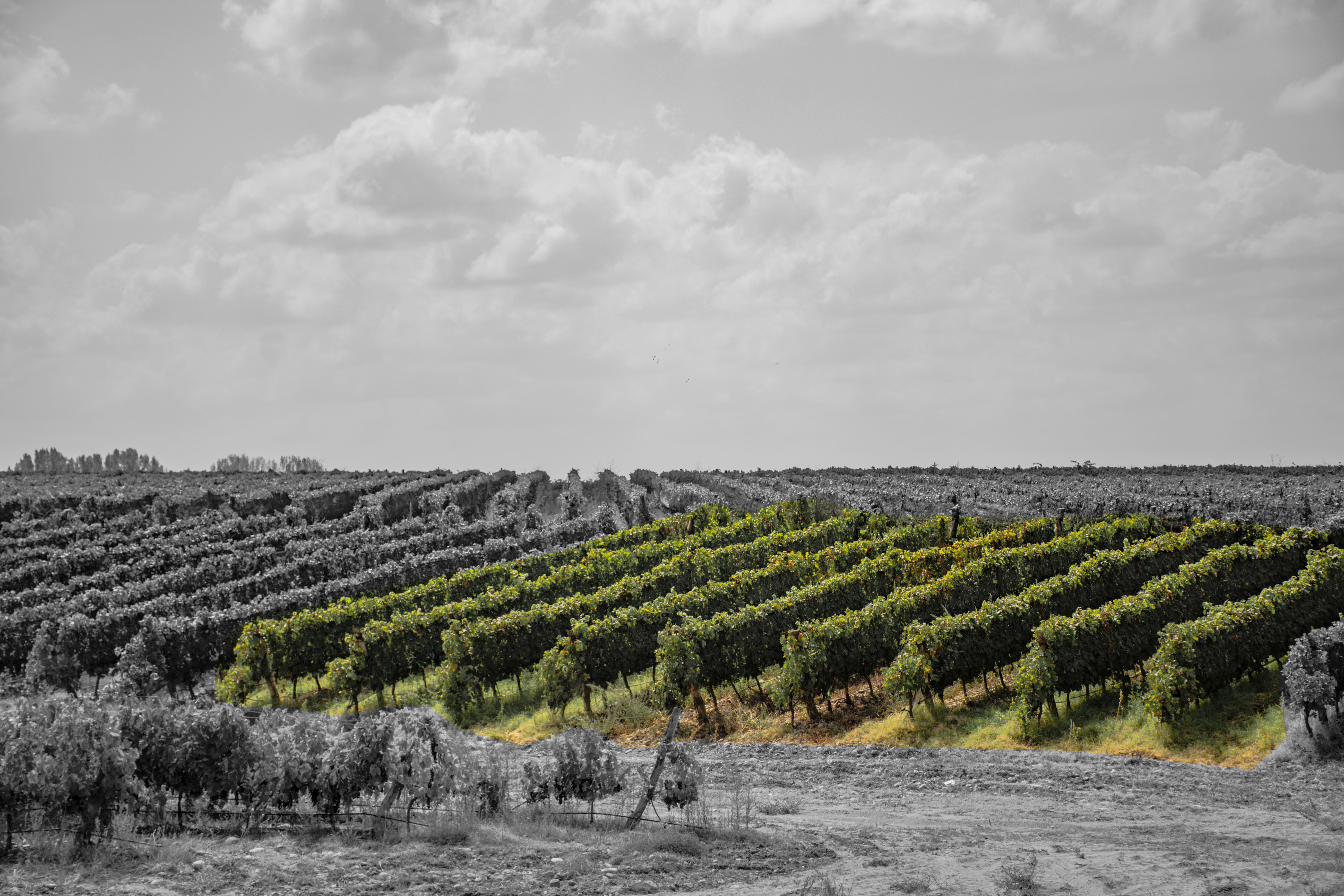 meu terroir