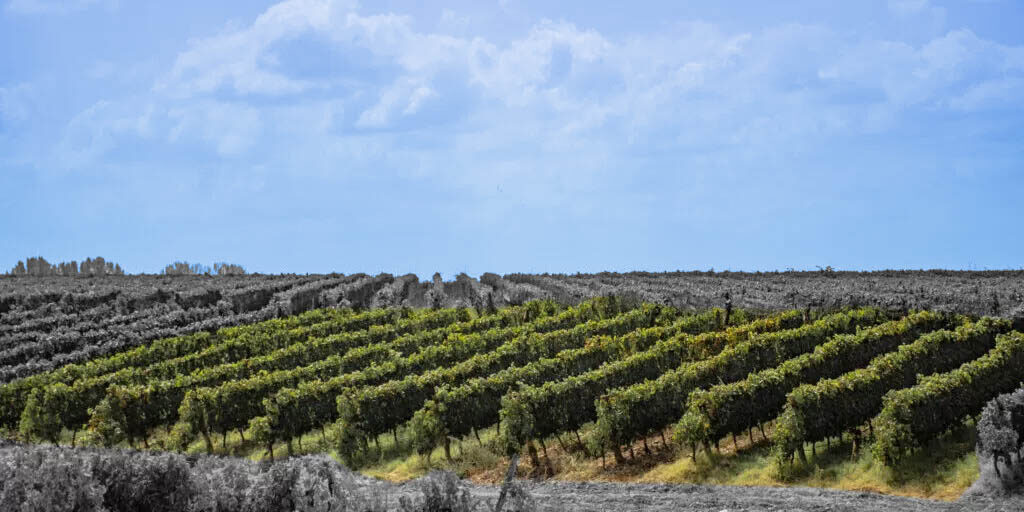gran-terroir-1024x683-panorama-az
