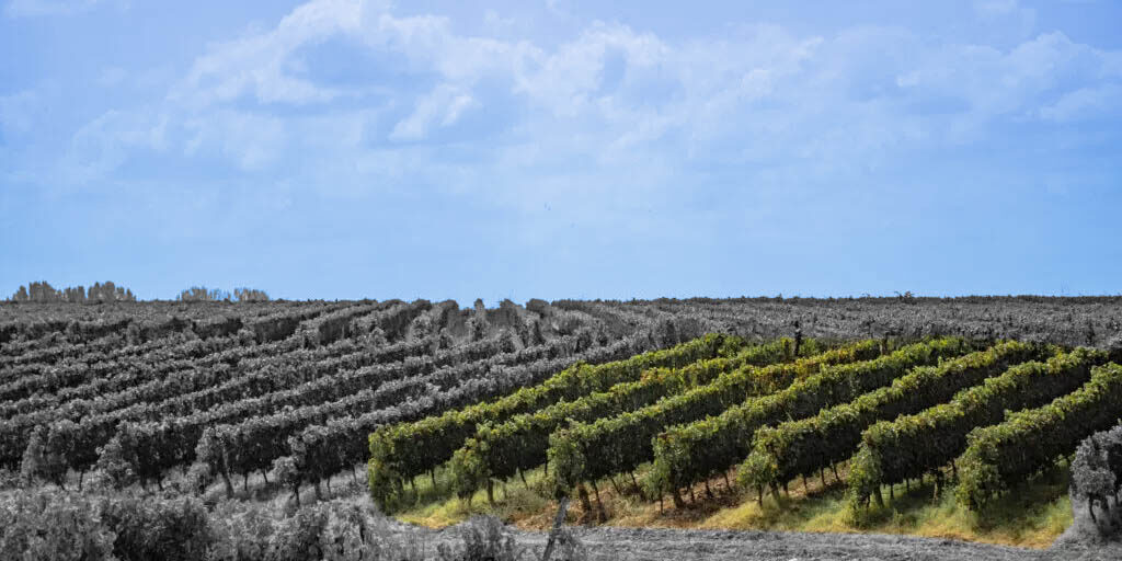 mini-terroir-1024x683-panorama-az