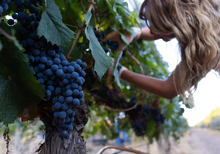 vinhos-elegantes